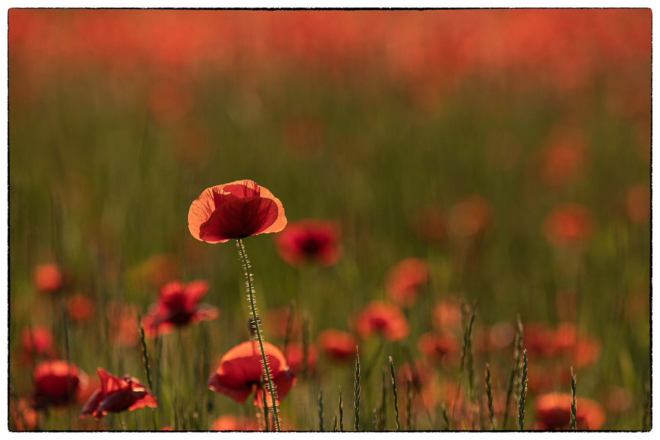 Diane Boons - Poppies - (1/800 sec. bij f / 4,0 ISO 100)