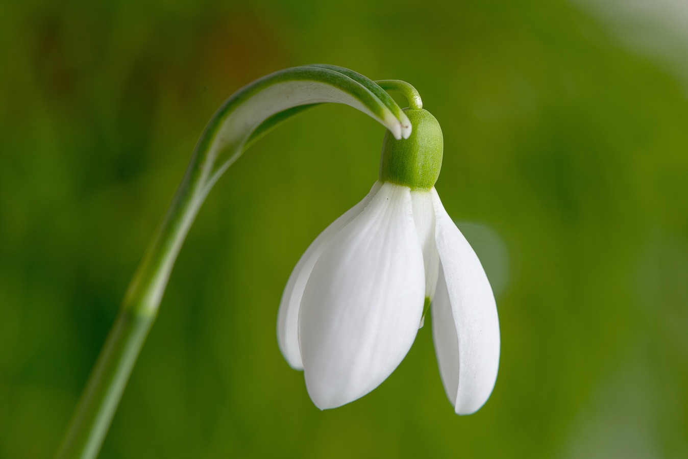 Joos Lauwers - Geplooid sneeuwklokje - (1/8 sec. bij f / 11 ISO 200)