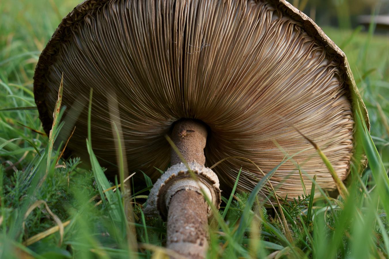 Peter Vanhoof - Sporen van een paddestoel - (1/60 sec. bij f / 8,0 ISO 140)