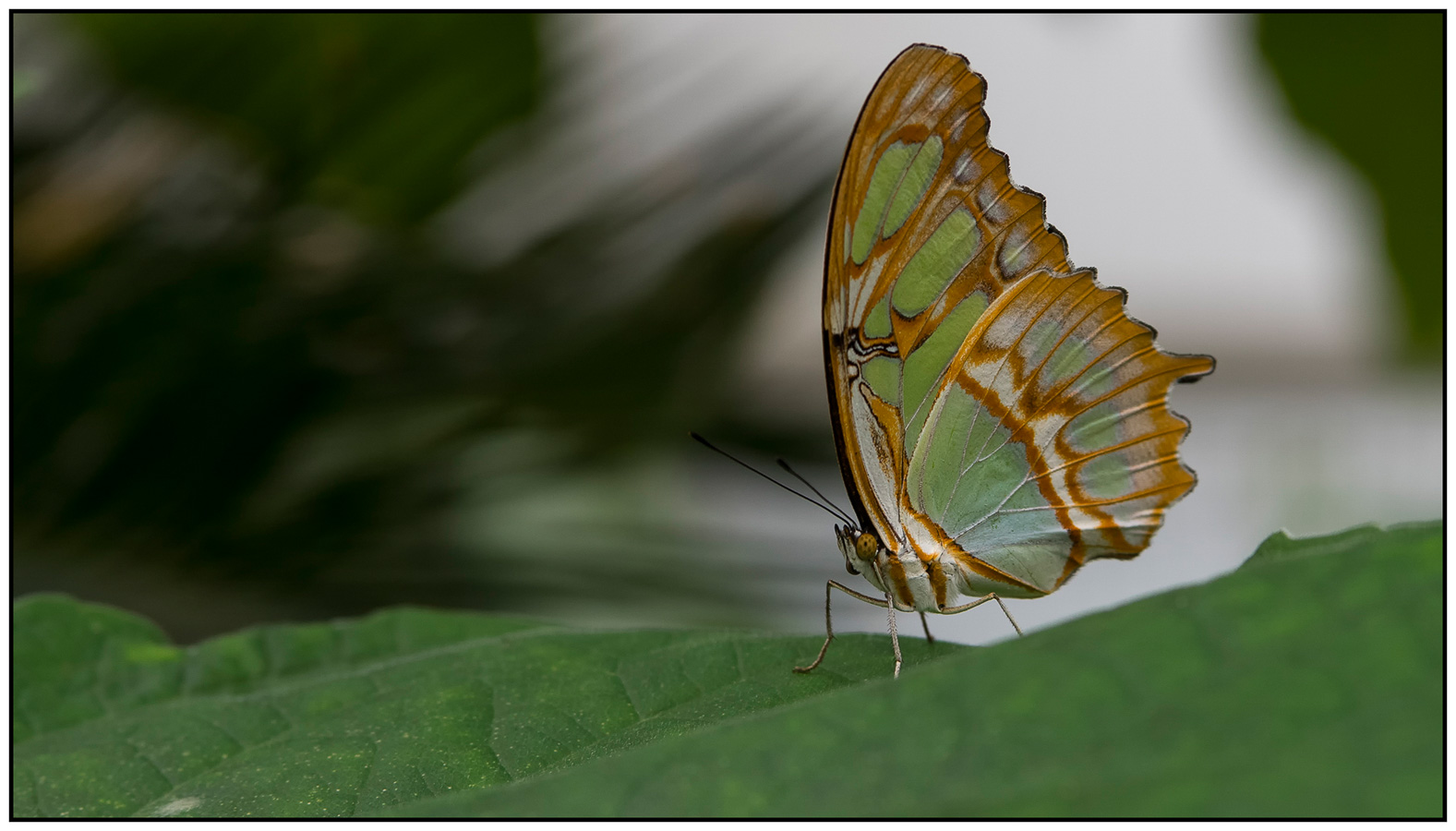 Jozef De Groof - Siproeta Stelenes - (1/400 sec. bij f / 5,0 ISO 500)