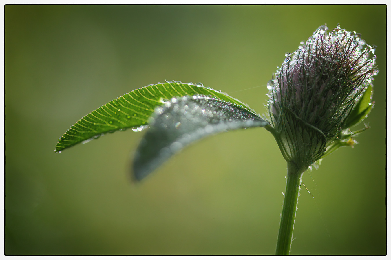 Diane Boons - Ochtenddauw - (1/5000 sec. bij f / 2,8 ISO 800)