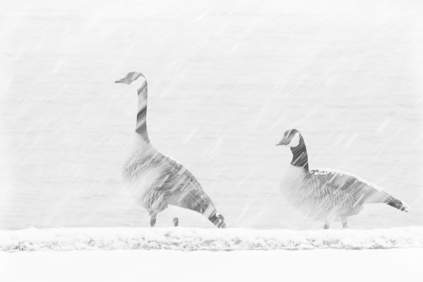 Michel De Vel - Ganzen in de sneeuw - (1/40 sec. bij f / 9,0 ISO 1000)