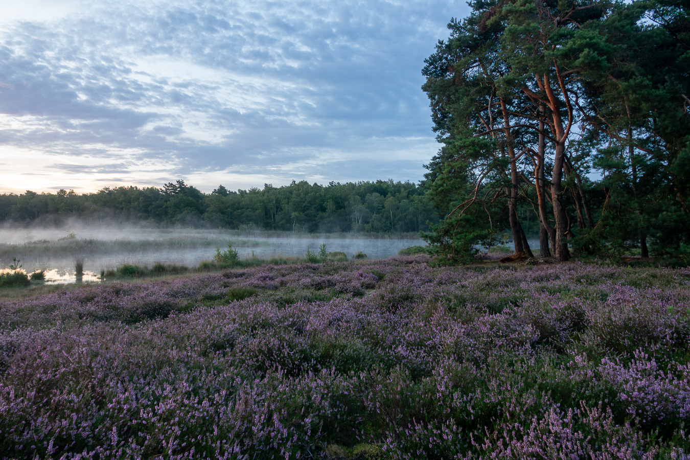 Chantal Bensch - Purple beauty of nature - (1/10 sec. bij f / 5,6 ISO 160)