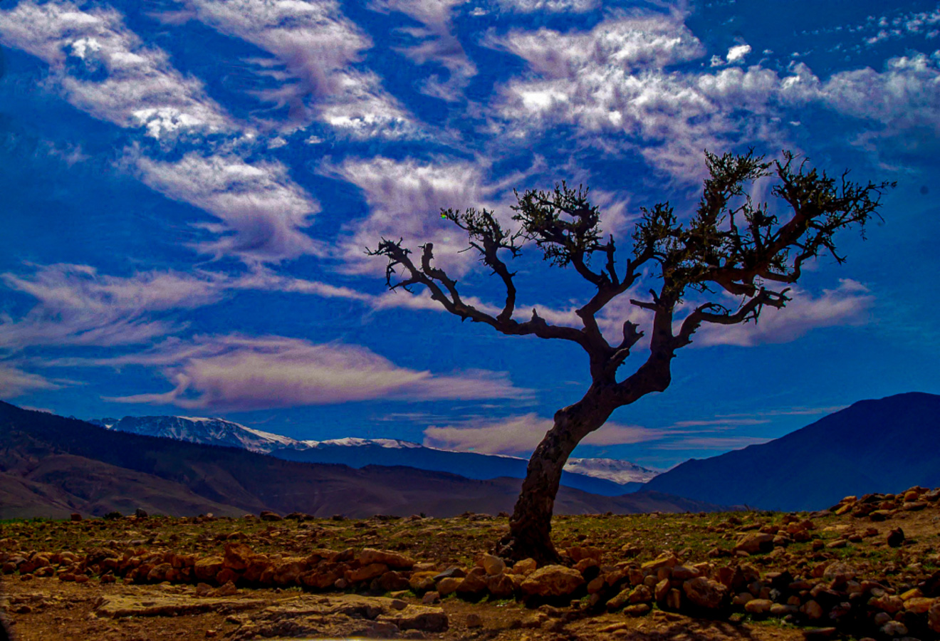 Ludo Van De Velde - Beautiful tree