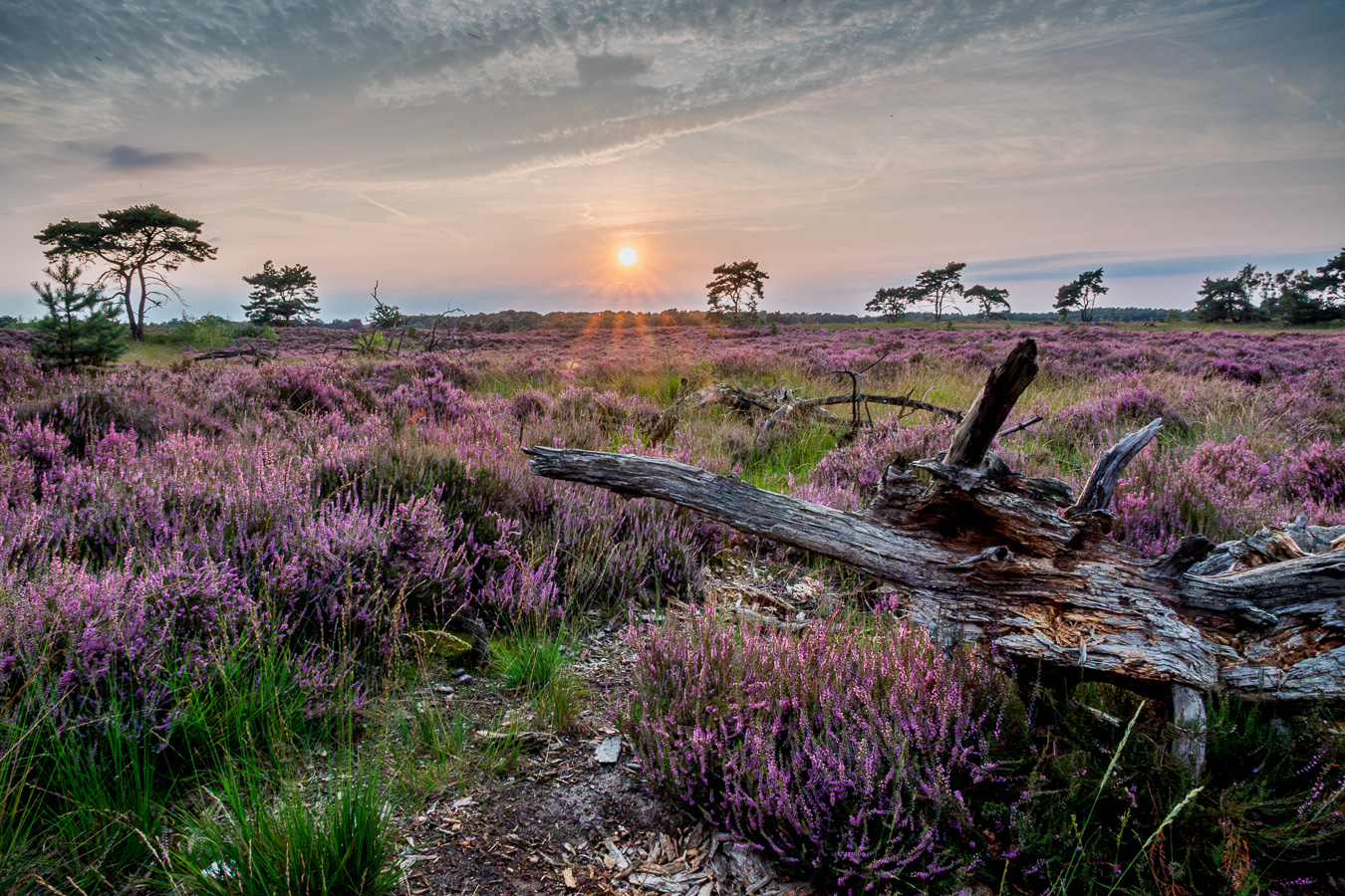 Chantal Bensch - Kalmthoutse heide